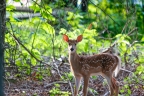 FathersDay2016Fawns-2